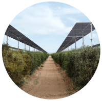 solargik