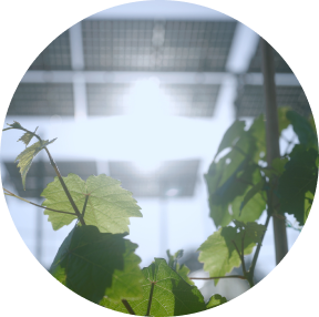 Agri-pv